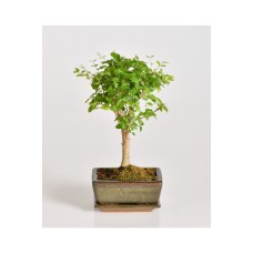 Bonsai Harmony